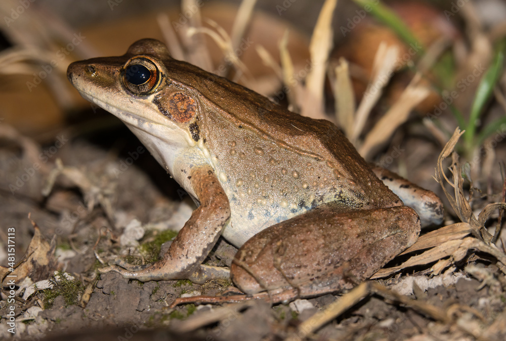 Obraz premium Wood frog, (Paurana daemeli)