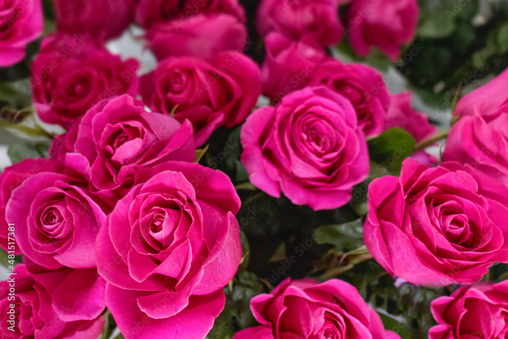 floral background bright pink rose chrysanthemum. View from above. floral background bright pink rose chrysanthemum. View from above.