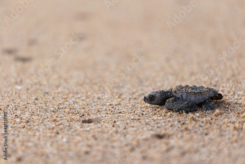 bebé tortuga caminando hacia el mar