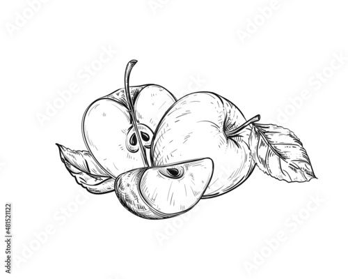 Hand drawn sketch black and white of apple fruit, slice, leaf. Vector illustration. Elements in graphic style label, card, sticker, menu, package. Engraved style illustration.