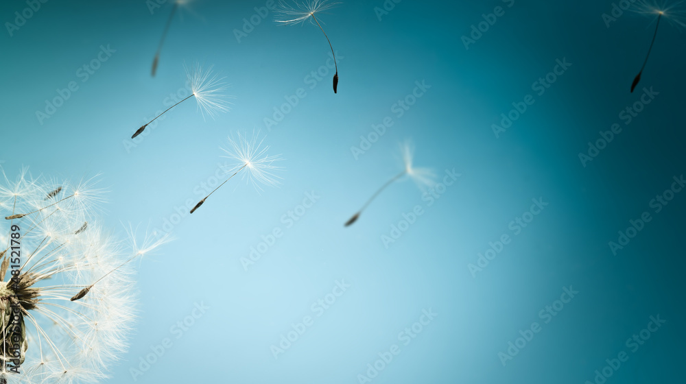 Fototapeta premium White dandelion with seeds flying away on a blue nature background. Closeup