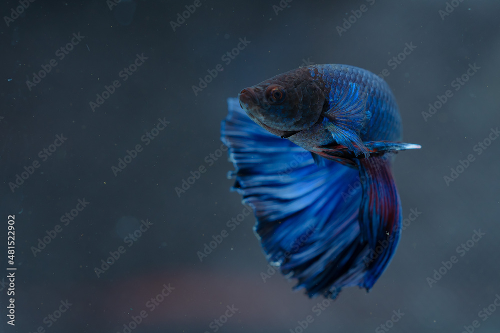 beautiful little betta fish,
betta fish on plain background beautiful little betta fish,
betta fish on plain background