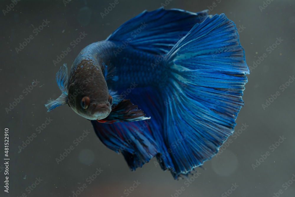 beautiful little betta fish,
betta fish on plain background beautiful little betta fish,
betta fish on plain background
