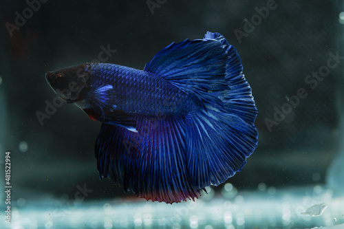 beautiful little betta fish,
betta fish on plain background