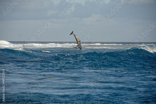 dauphin sautant dans la passe de tiputa, rangiroa, tuamotu, polynésie francaise