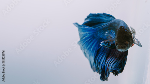 beautiful little betta fish,
betta fish on plain background