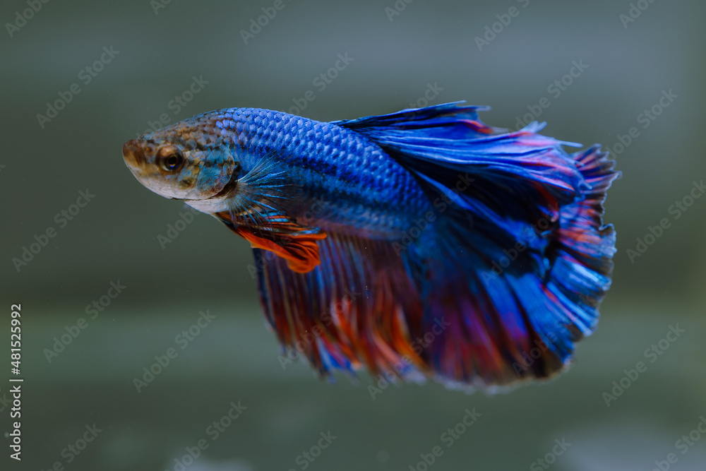 Fototapeta premium beautiful ornamental betta fish, with blur background