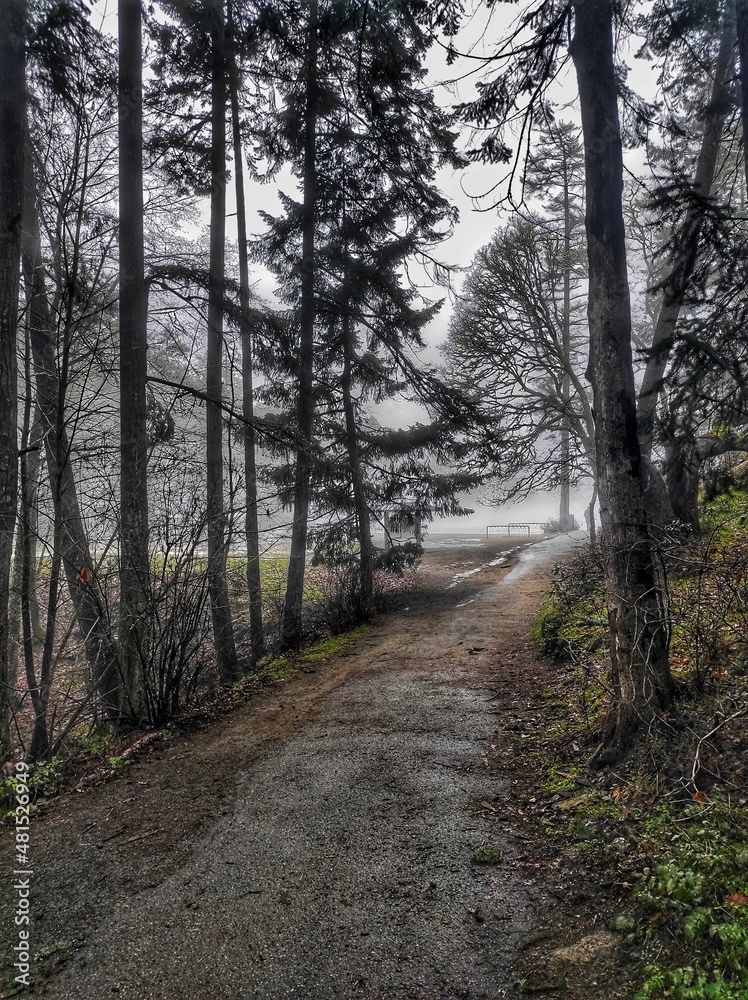 Fototapeta premium Trilha na floresta com nevoeiro.