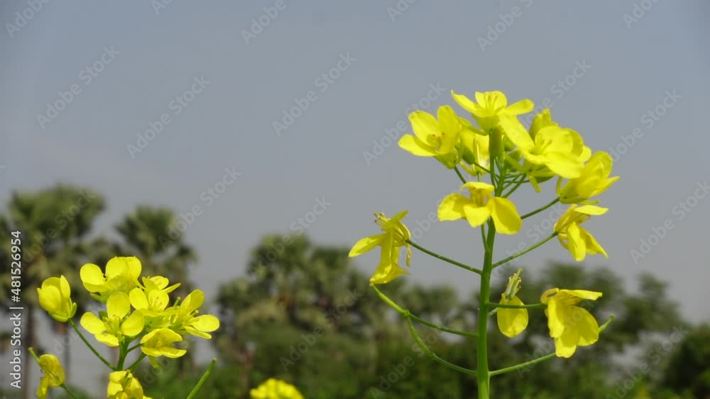 A yellow mustard flower buds against a green leaf background. Yellow flowers background. Slow-motion video. A yellow mustard flower buds against a green leaf background. Yellow flowers background. Slow-motion video.