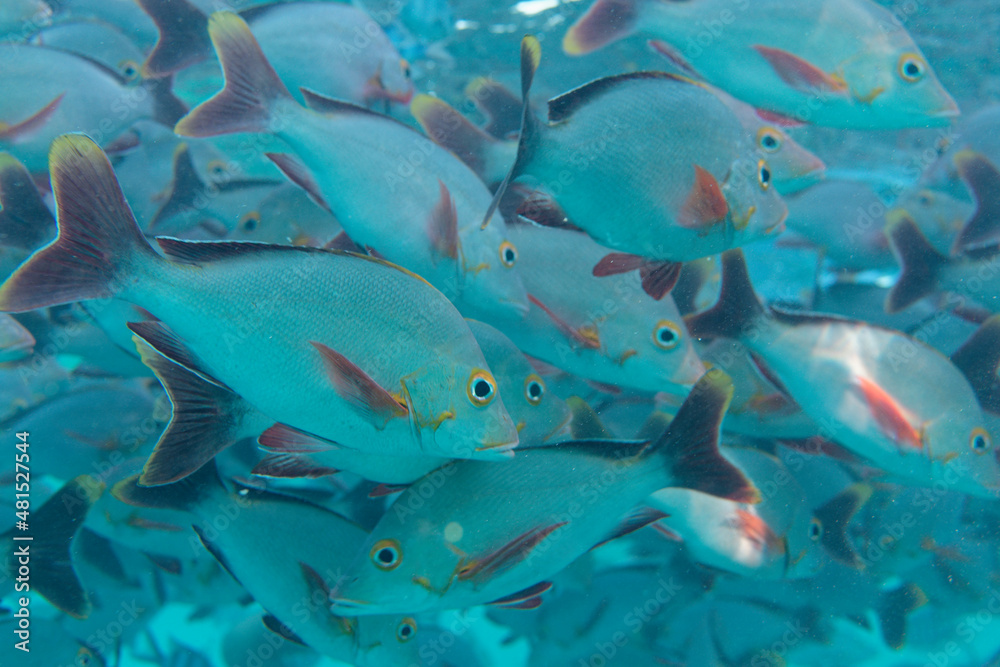 Fototapeta rangiroa - tuamotu - banc de poissons dans le lagon