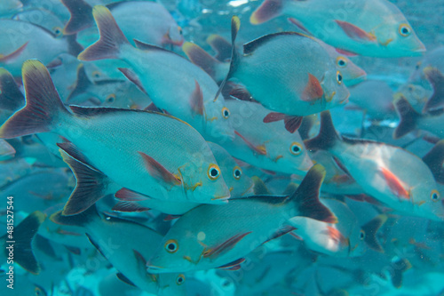 rangiroa - tuamotu - banc de poissons dans le lagon