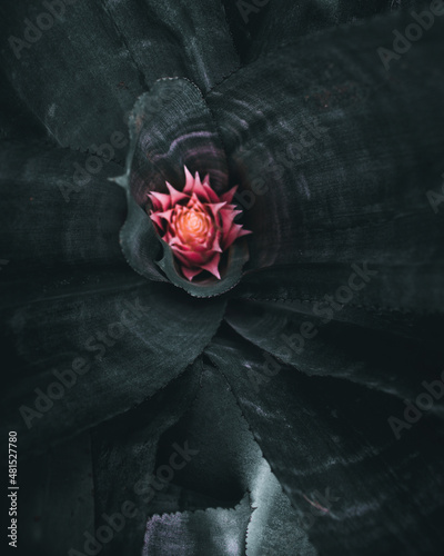 Pink /dark