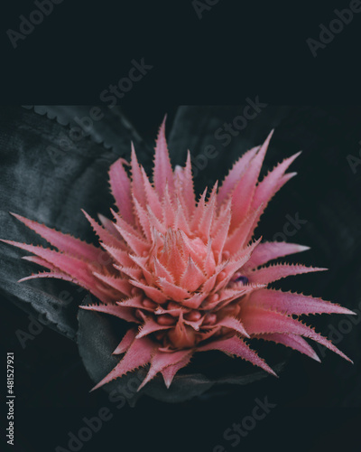 Pink /dark