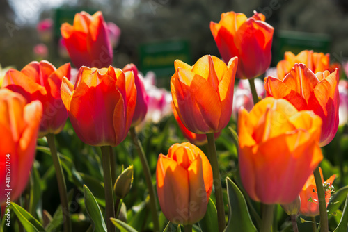 Orange tulips close-up in the garden. Beautiful spring flower background. Soft focus and bright lighting. Blurred background with space for text.Flowerbed in the bright sunlight.Macro  Selective focus