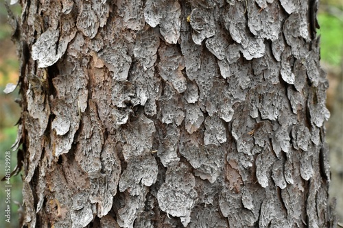 Closeup of flaky pine tree bark. photo