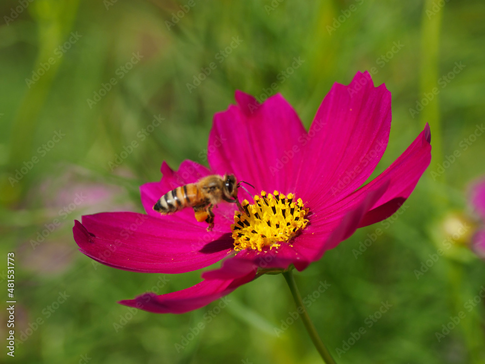 bee on flower bee on flower