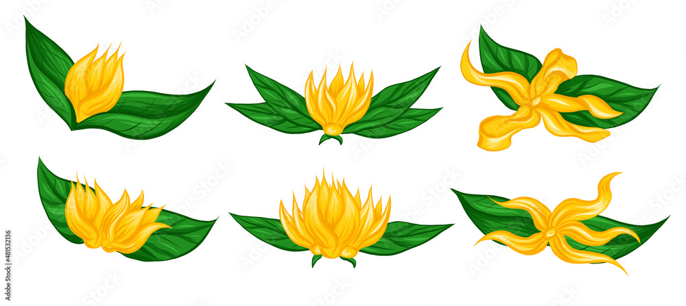 Vector set of divider frames with flat hand drawn tropical flowers ylang ylang with foliage. Natural floral delimited borders in cartoon style with place for text. Templates for card and banner Vector set of divider frames with flat hand drawn tropical flowers ylang ylang with foliage. Natural floral delimited borders in cartoon style with place for text. Templates for card and banner