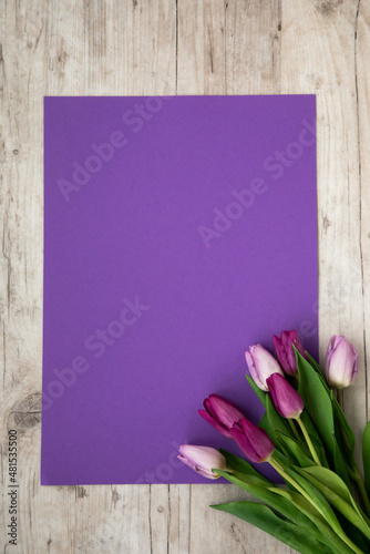 Pink and purple  tulips on a purple background