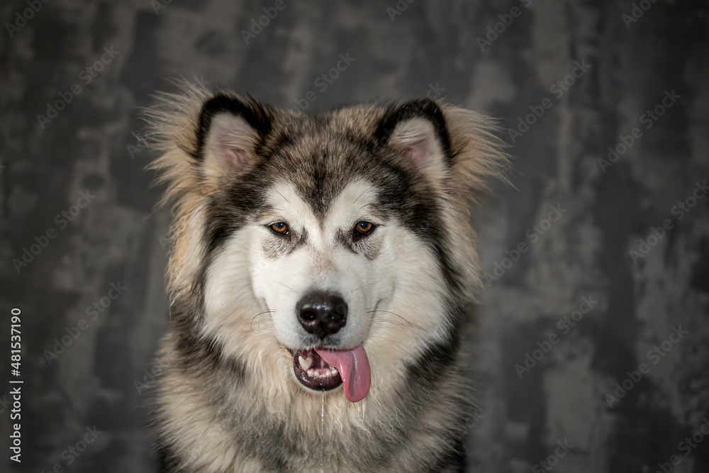 Alaskan Malamute indoor portrait. Happy furry purebred dog with a tongue out. Fluffy ears, brown eyes, friendly smile. Selective focus on the details, blurred background. Alaskan Malamute indoor portrait. Happy furry purebred dog with a tongue out. Fluffy ears, brown eyes, friendly smile. Selective focus on the details, blurred background.