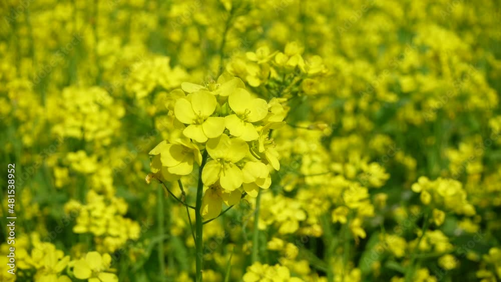 Yellow mustard flowers are blooming all over the field. Yellow flowers background. Slow-motion video. Yellow mustard flowers are blooming all over the field. Yellow flowers background. Slow-motion video.