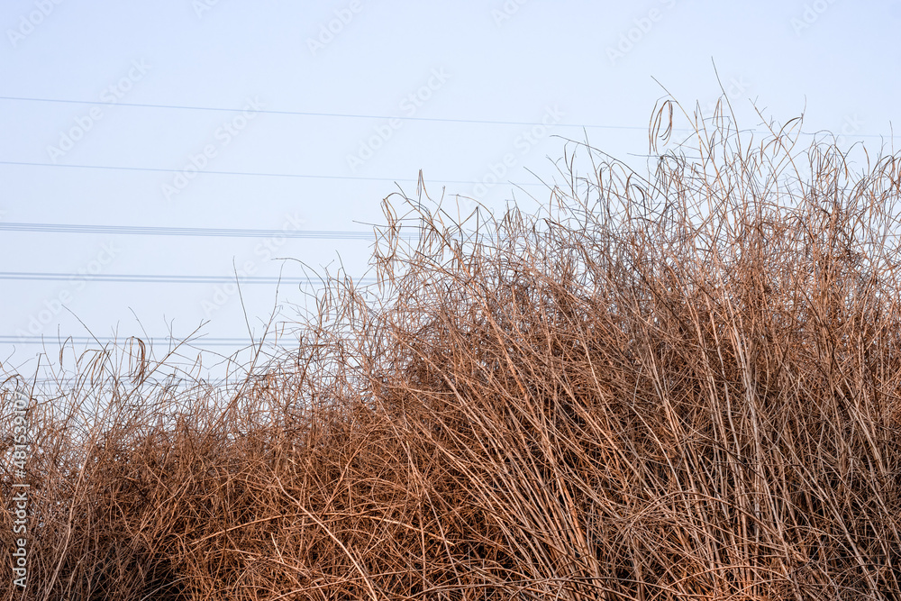 Obraz premium Dried sesbania or dhaincha plant piled under the foggy sky in the village
