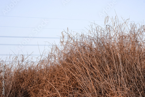 Dried sesbania or dhaincha plant piled under the foggy sky in the village