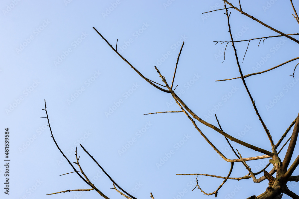 Leafless dried tree branches under the clean blue sky Leafless dried tree branches under the clean blue sky