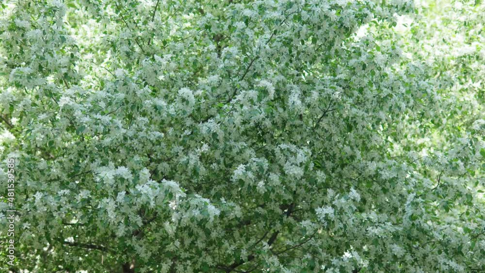 White petals and white little flowers background. Floral concept with soft bokeh spring garden. Selective focus. White petals and white little flowers background. Floral concept with soft bokeh spring garden. Selective focus.