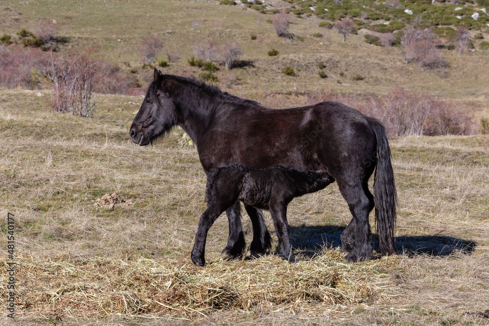 Horses. Mare nursing her foal. Cubillas de Arbás, León, Spain. Horses. Mare nursing her foal. Cubillas de Arbás, León, Spain.