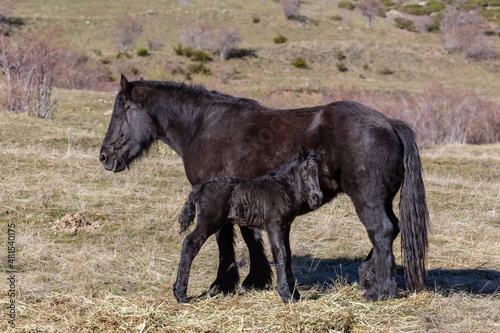 Mare with her foal in the meadows of Cubillas de Arb  s  Le  n  Spain. Horses.