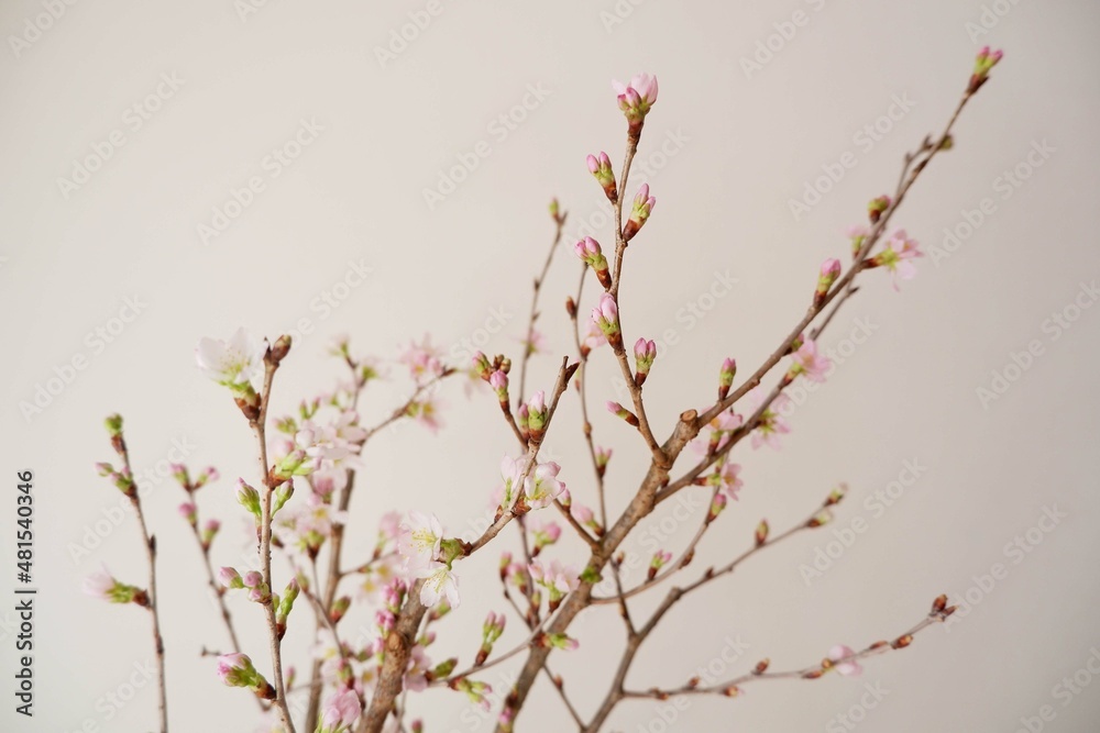 Cherry blossoms on white background. Spring flower beautiful background. Spring time, event, promotion background. Cherry blossoms on white background. Spring flower beautiful background. Spring time, event, promotion background.