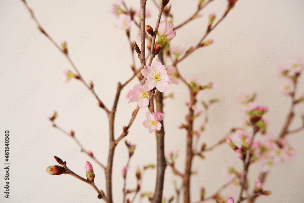 Cherry blossoms on white background. Spring flower beautiful background. Spring time, event, promotion background. Cherry blossoms on white background. Spring flower beautiful background. Spring time, event, promotion background.