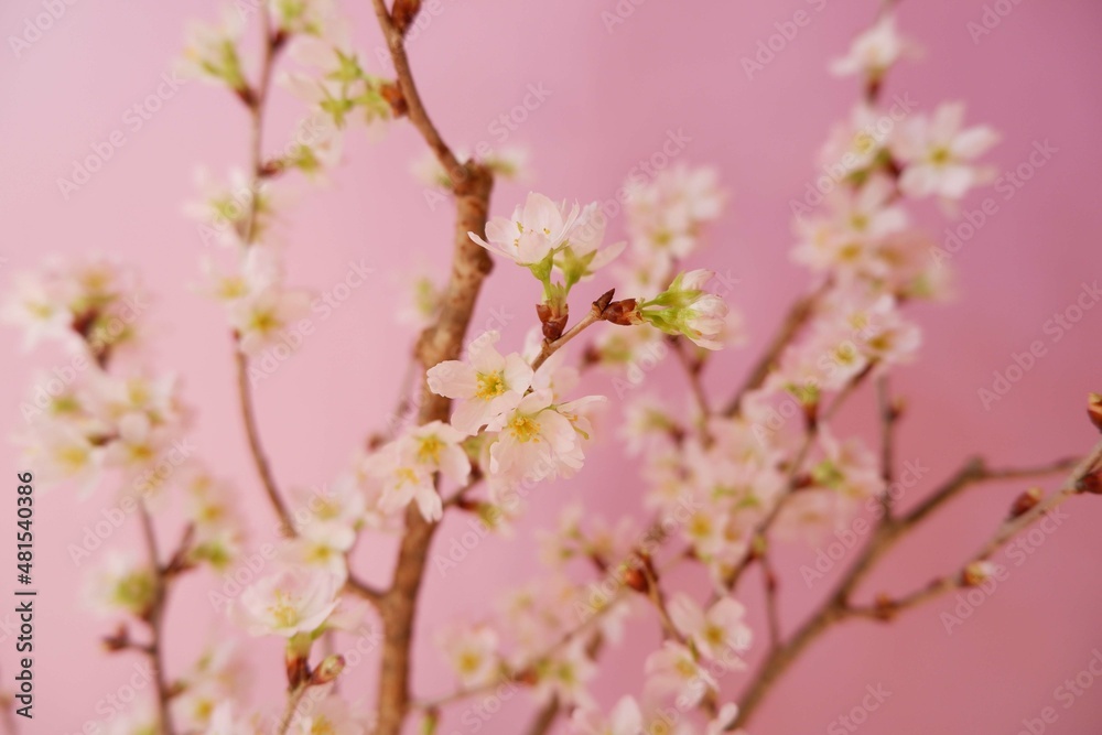 Cherry blossoms on pink background. Spring flower beautiful background. Spring time, event, promotion background. Cherry blossoms on pink background. Spring flower beautiful background. Spring time, event, promotion background.