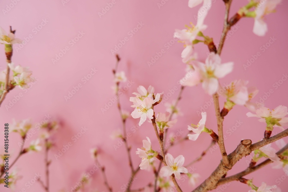 Fototapeta premium Cherry blossoms on pink background. Spring flower beautiful background. Spring time, event, promotion background. 