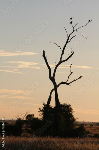 Wallpaper Mural Harsh Environment of Australian Outback Torontodigital.ca