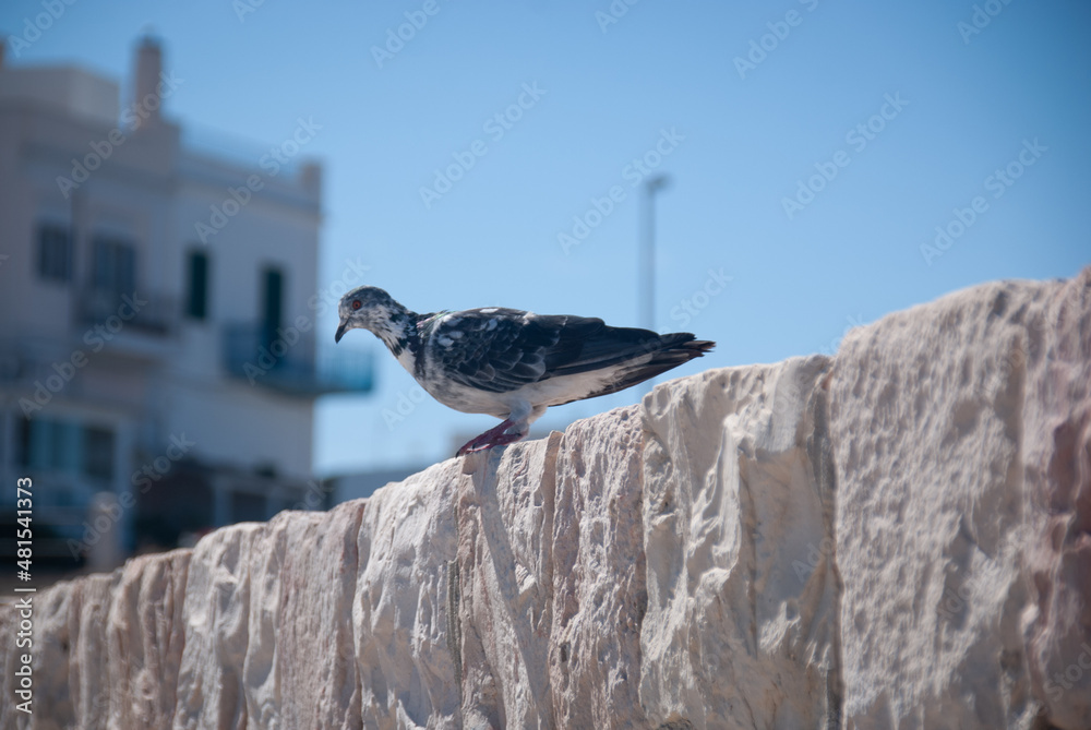 Fototapeta premium Torre a Mare, Bari, Pigeon Piccione, L Attesa del volo