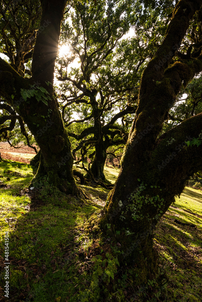 Fototapeta premium Beautiful shot of a stinkwood laurel tree through the gap between the mossy trunks of two other trees, with the warm evening sun shining through the branches, in the laurel forest of Fanal, Madeira