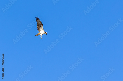 Osprey hover with flapping wings in the blue sky