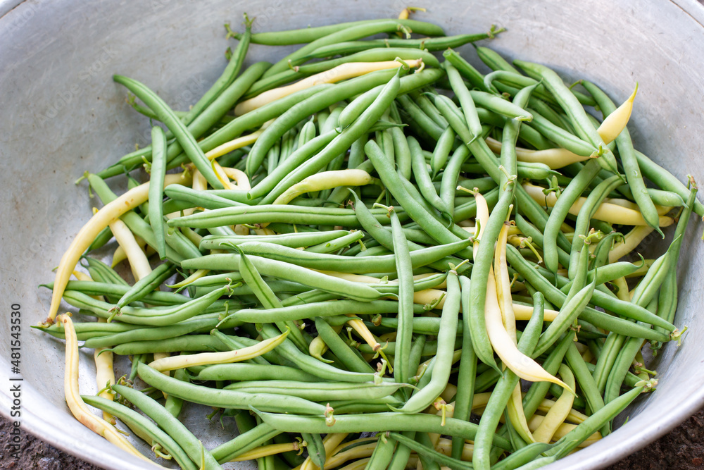 Green and yellow bean pods of asparagus in a large metal bowl. Freshly harvested raw beans. Closeup Green and yellow bean pods of asparagus in a large metal bowl. Freshly harvested raw beans. Closeup