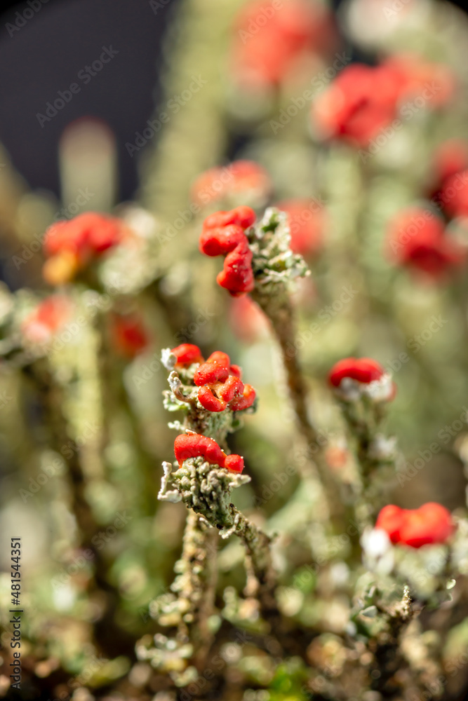 Close-up of ascocarp of Bengal match lichen (Cladonia floerkeana) in Japan Close-up of ascocarp of Bengal match lichen (Cladonia floerkeana) in Japan