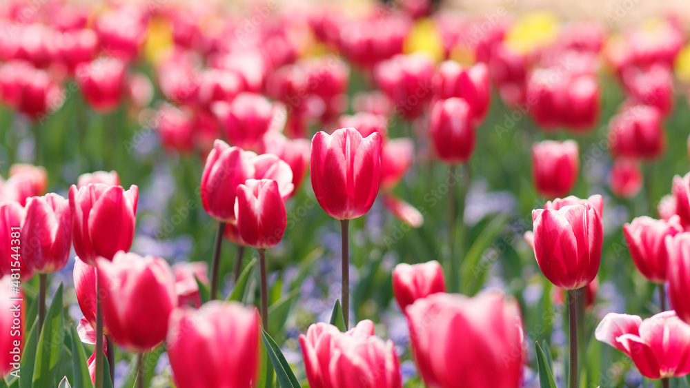 Group of colorful tulip flowers in tulip field at winter or spring day for postcard beauty decoration and agriculture concept design.