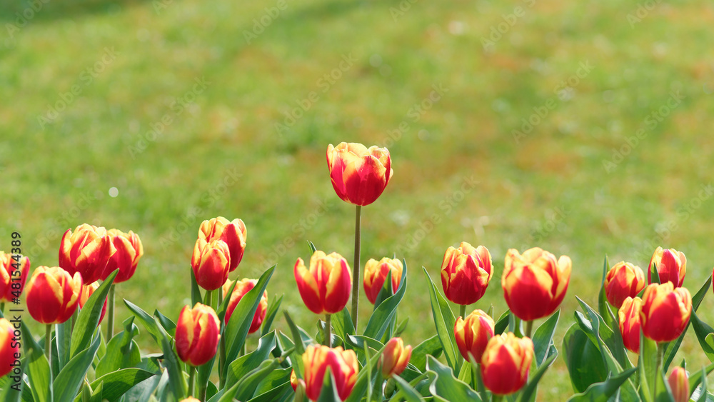Group of colorful tulip flowers in tulip field at winter or spring day for postcard beauty decoration and agriculture concept design. Group of colorful tulip flowers in tulip field at winter or spring day for postcard beauty decoration and agriculture concept design.