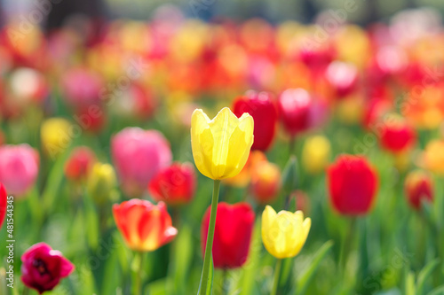 Group of colorful tulip flowers in tulip field at winter or spring day for postcard beauty decoration and agriculture concept design.