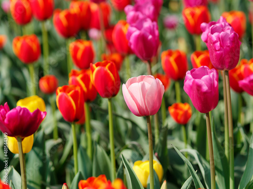 Group of colorful tulip flowers in tulip field at winter or spring day for postcard beauty decoration and agriculture concept design.