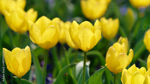 Group of colorful tulip flowers in tulip field at winter or spring day for postcard beauty decoration and agriculture concept design.