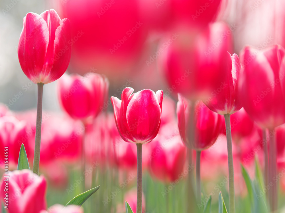 Fototapeta premium Group of colorful tulip flowers in tulip field at winter or spring day for postcard beauty decoration and agriculture concept design.