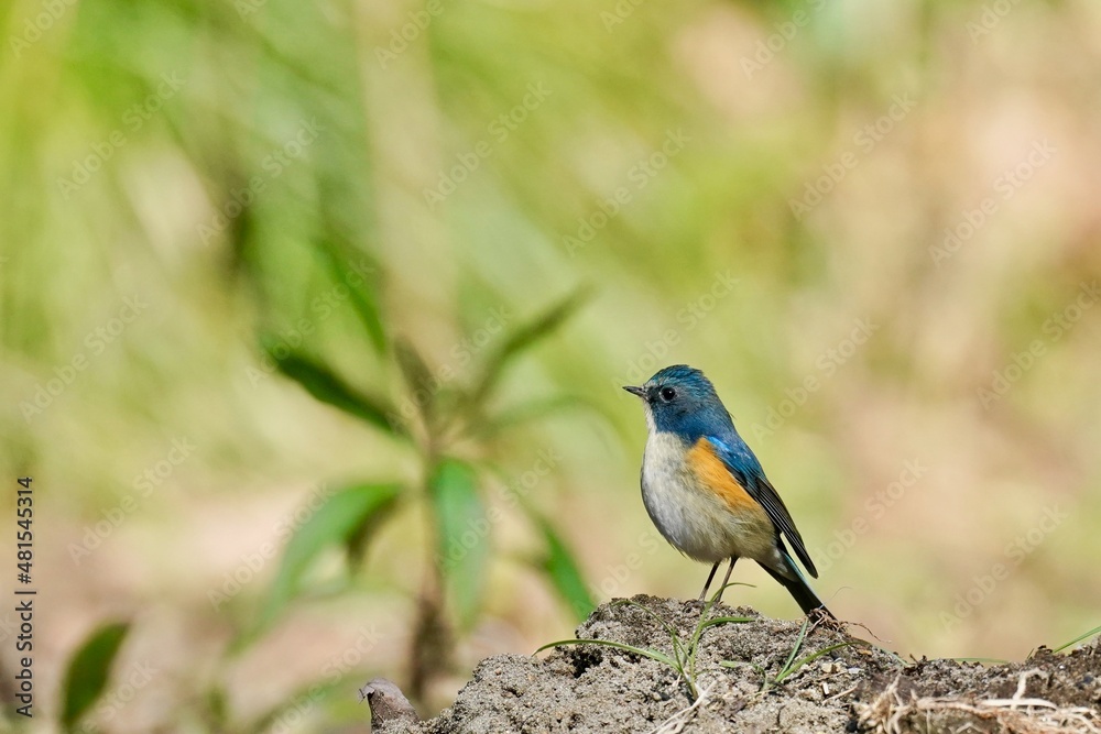 red flaked blue tail in the forest red flaked blue tail in the forest