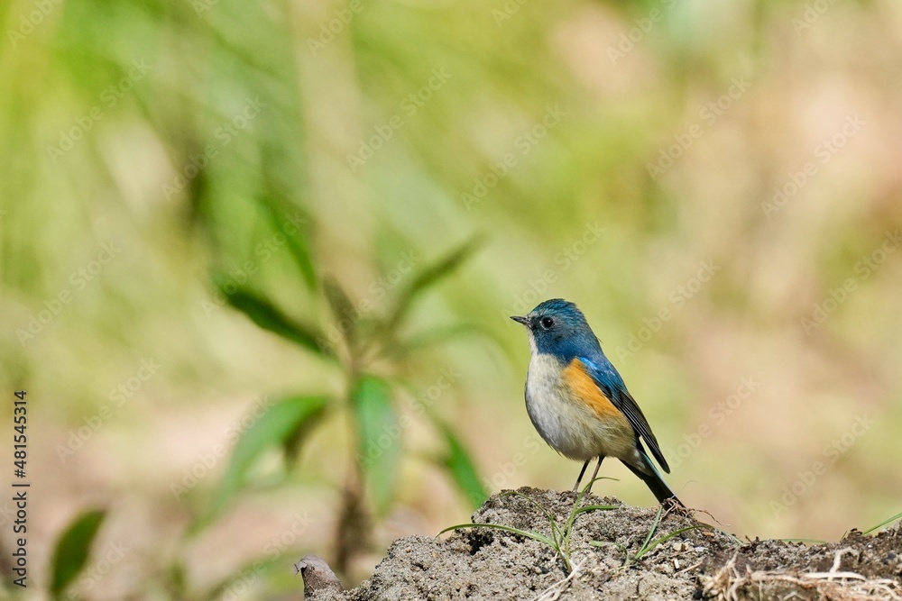 red flaked blue tail in the forest