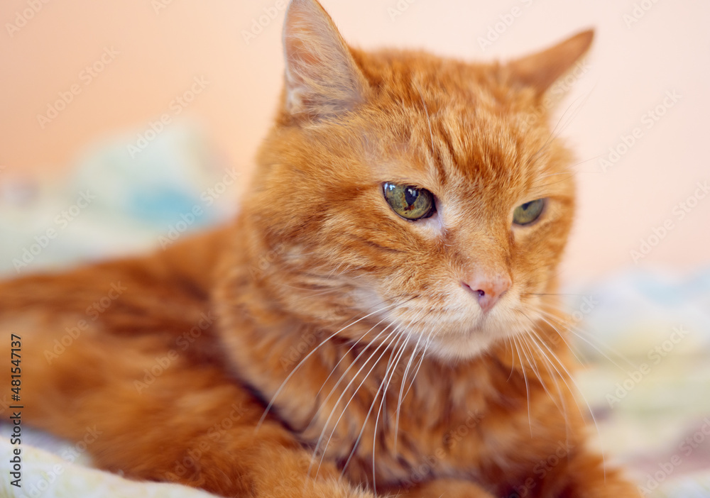 Naklejka premium Sleepy old red cat. Selective focus on eyes.