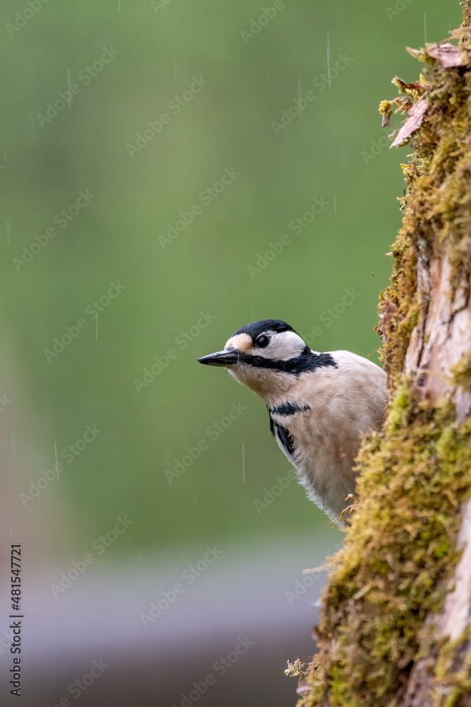 bird, natur, wild lebende tiere, tier, specht, wild, ast, schnabel, baum bird, natur, wild lebende tiere, tier, specht, wild, ast, schnabel, baum